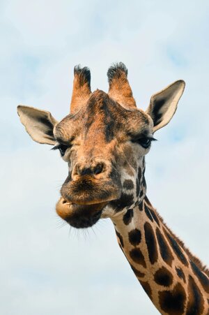 Großes Herz, gute Übersicht – dafür steht die Giraffe in der GFK.