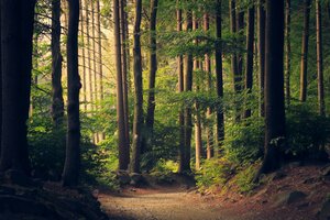 Der Wald als Energiequelle