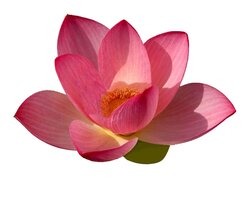 YogaRaum Santosha