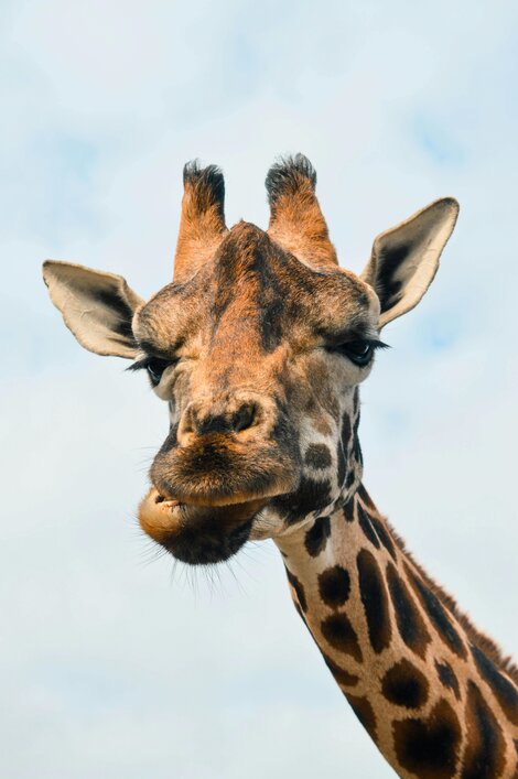 Großes Herz, gute Übersicht – dafür steht die Giraffe in der GFK.