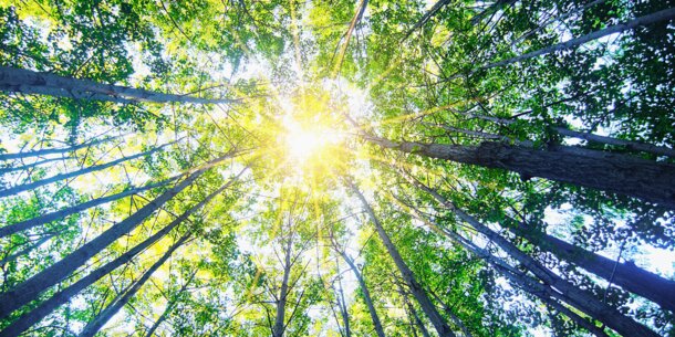 IT-Berater als selbstständig eingestuft: Lichtblick-Urteil aus Baden-Württemberg für Solo-Selbstständige