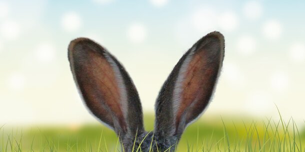 Wir wünschen...: Frohe Ostern!