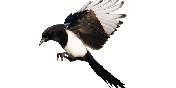 Digitalisierung im Steuerwesen: "Anpacken first, Bedenken second"