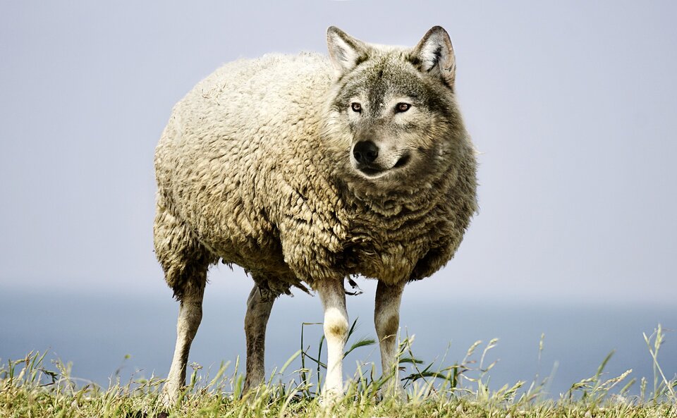 This law is like a wolf in sheep's clothing, Figure: Pixabay, SarahRichterArt