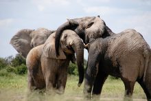 Wir hoffen, dass es beim "Elefantentreffen" des isdv e.V. friedlicher zugeht